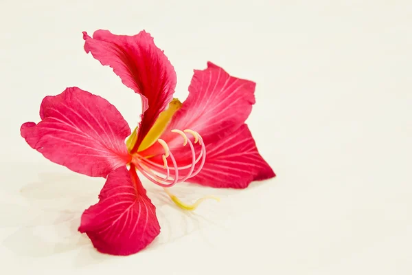 Rote Blumen thai. — Stockfoto