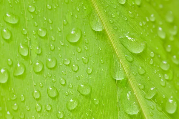 新鲜的水沫叶上关闭作为在雨后 — 图库照片