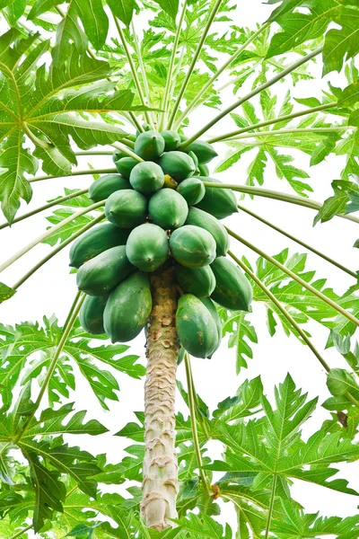 Massa papaya hängande från trädet — Stockfoto