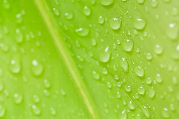 Gotas de água doce na folha perto como em após a chuva — Fotografia de Stock