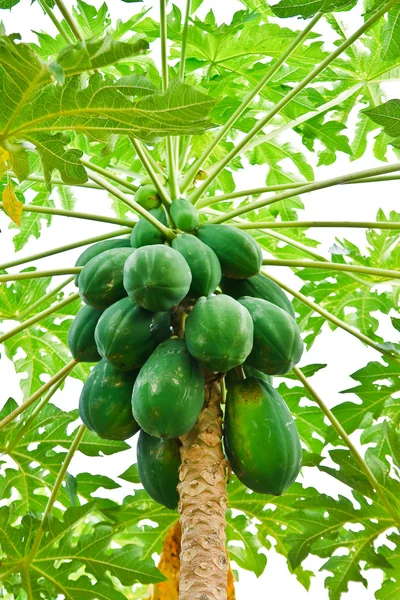 Ein Bündel Papayas hängt am Baum — Stockfoto