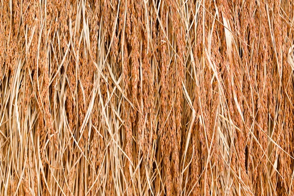 Gros plan des graines de riz sur la plante de riz — Photo