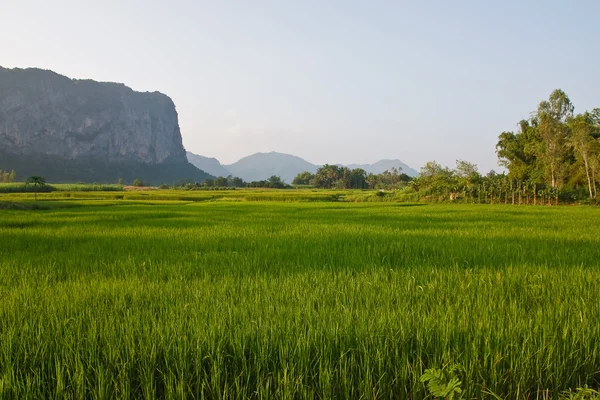 Gür yeşil pirinç alan — Stok fotoğraf