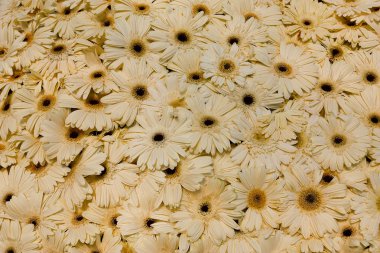 Beyaz marigolds