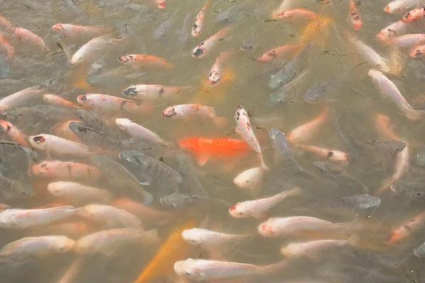 カラフルな鯉の学校フナ給餌狂乱の表面 — ストック写真