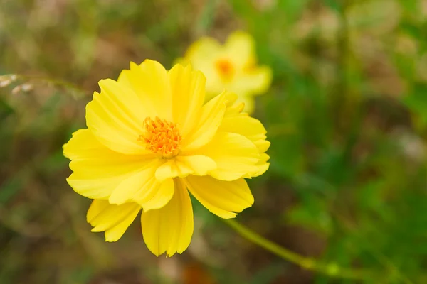 Turuncu pot kadife çiçeği — Stok fotoğraf