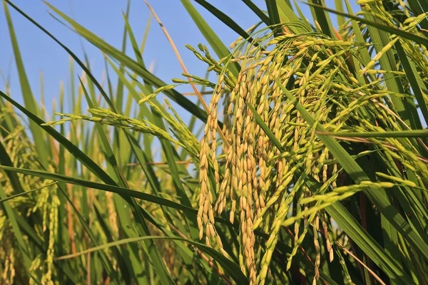 Ear of rice — Stock Photo, Image