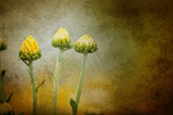 汚れた美しい花 — ストック写真