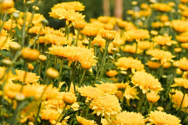 Krásné žluté květy chryzantémy — Stock fotografie