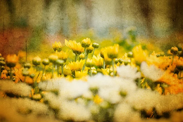 Piękne żółte chryzantemy kwiaty — Zdjęcie stockowe