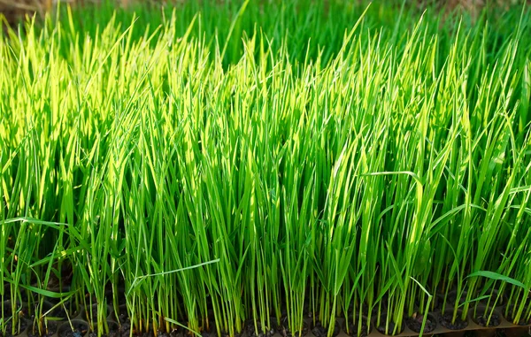 Młody ryżu kiełkować w polu — Zdjęcie stockowe