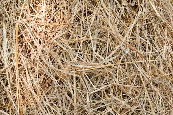 Hintergrund der Weizenrückstände — Stockfoto