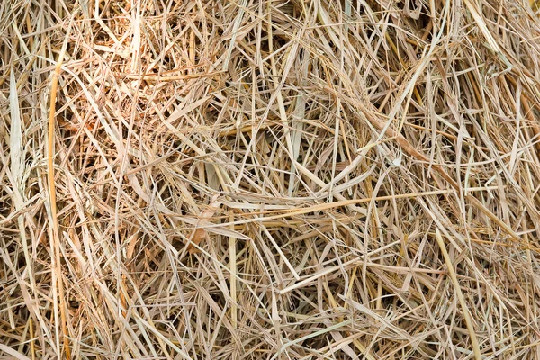 stock image Wheat residues background