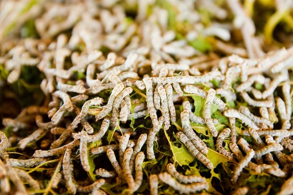 Zijde worm eten mulberry groen blad — Stockfoto