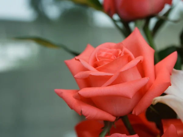 Blossom rosa rosor — Stockfoto