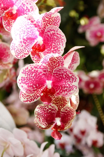 Orchid in the garden at thailand — Stock Photo, Image