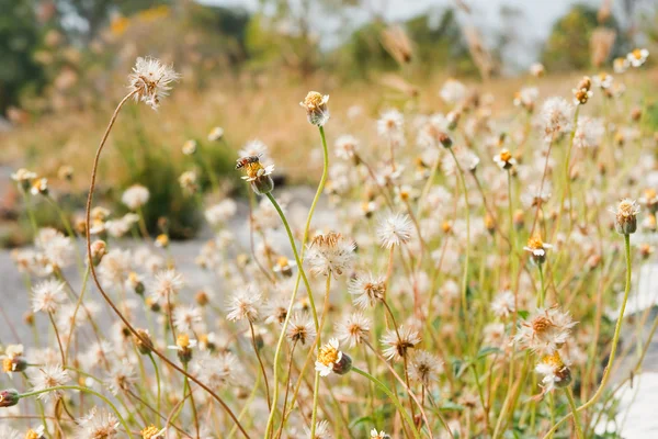 stock image The flower of grass.