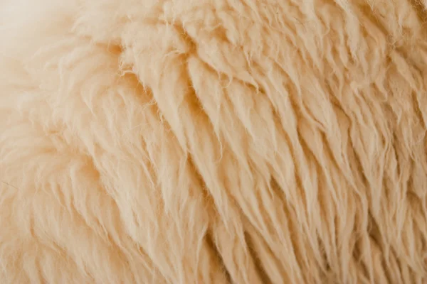 stock image Wool texture