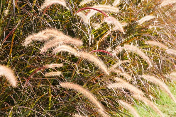 Gras pluimen — Stockfoto
