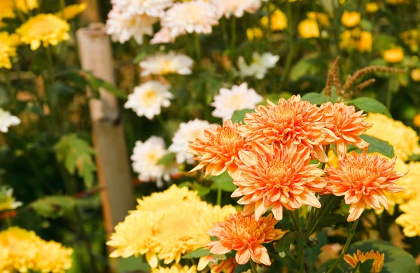 Die Schönheit der Chrysanthemenblüten — Stockfoto