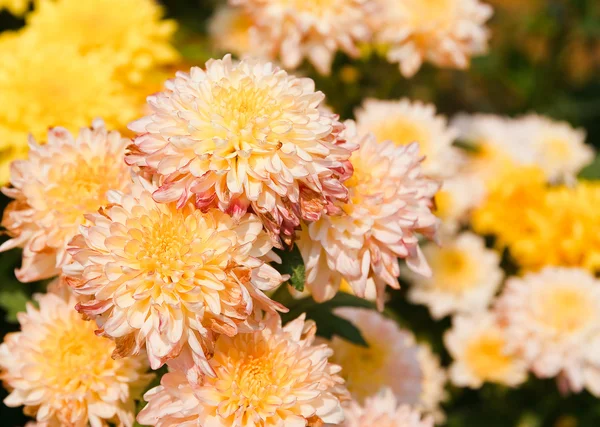 Kasımpatı çiçekleri güzel — Stok fotoğraf