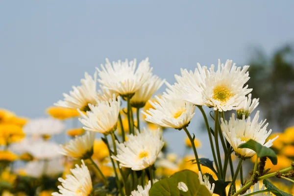 Flores de crisantemos blancos — Foto de Stock