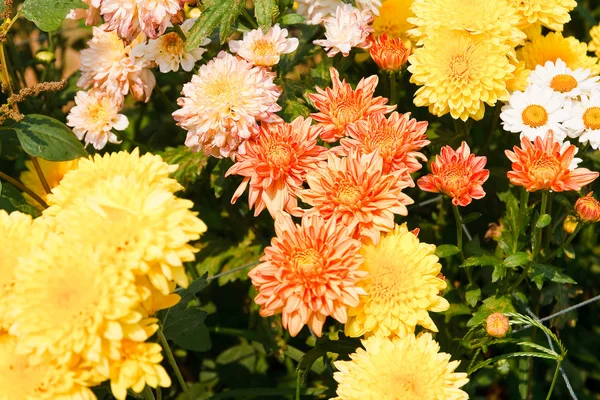 Красота цветов Хризантемы — стоковое фото