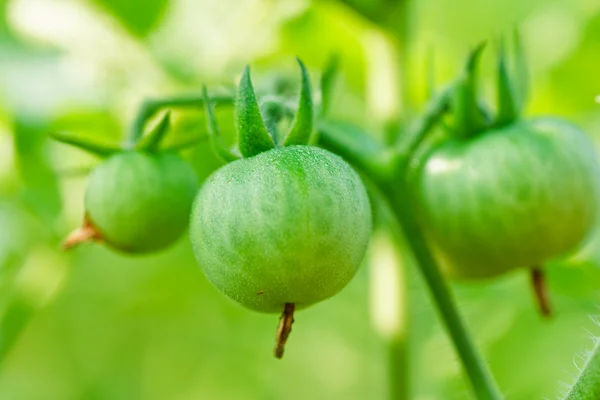 Taze domates bitki üzerinde hala yakın çekim — Stok fotoğraf