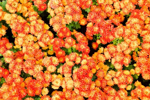 Oranje pot goudsbloem — Stockfoto