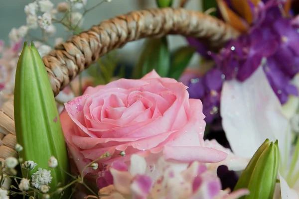 Çiçeği pembe güller — Stok fotoğraf
