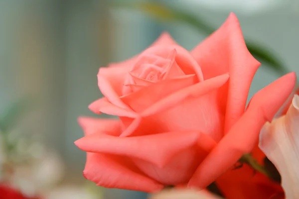 Розы цветущие розовые — стоковое фото