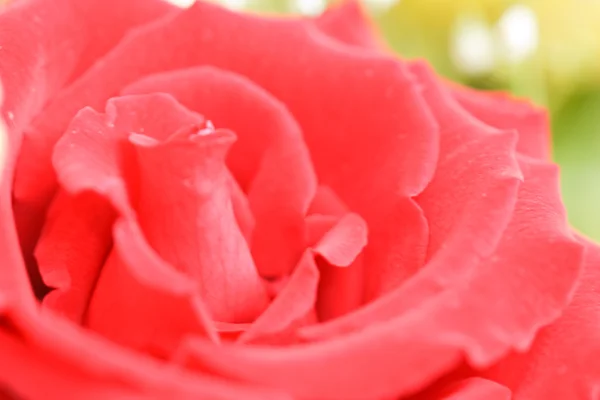 桃花粉玫瑰 — 图库照片