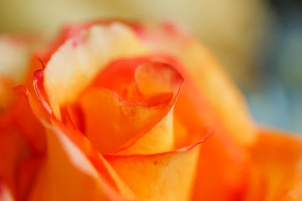 Blossom mawar merah muda — Stok Foto