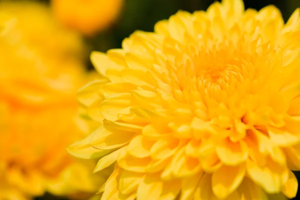 Bellissimi fiori di crisantemo giallo — Foto Stock