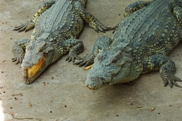 Crocodilo — Fotografia de Stock