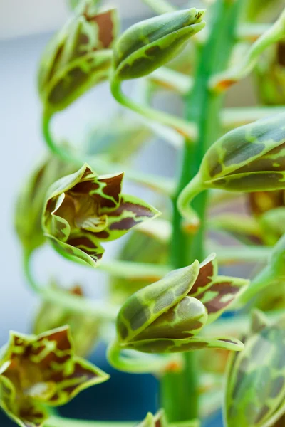 Orchidej v zahradě na Thajsko — Stock fotografie