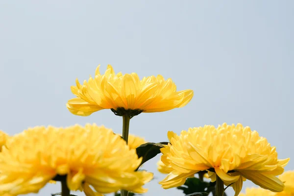 Mooie gele chrysant bloemen — Stockfoto