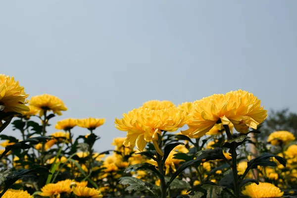 Beautiful yellow chrysanthemum flowers — Stock Photo, Image