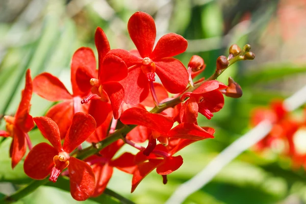 Orquídea en el jardín en Tailandia —  Fotos de Stock