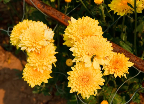 Красивые жёлтые хризантемы — стоковое фото