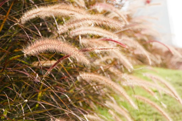 Gras pluimen — Stockfoto