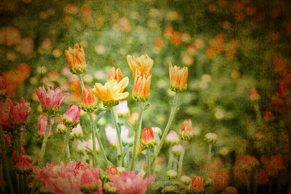 Güzel sarı kasımpatı çiçekleri — Stok fotoğraf