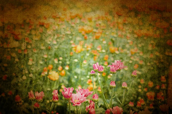 Schöne gelbe Chrysanthemenblüten — Stockfoto