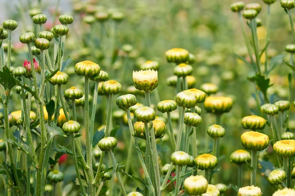 Frumoase flori de crizanteme galbene — Fotografie, imagine de stoc