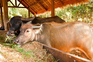 Thai buffaloes. clipart