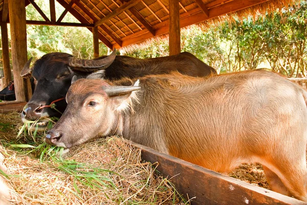 stock image Thai buffaloes.