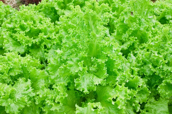 Поле свіжої та смачної плантації салату/листівки — стокове фото
