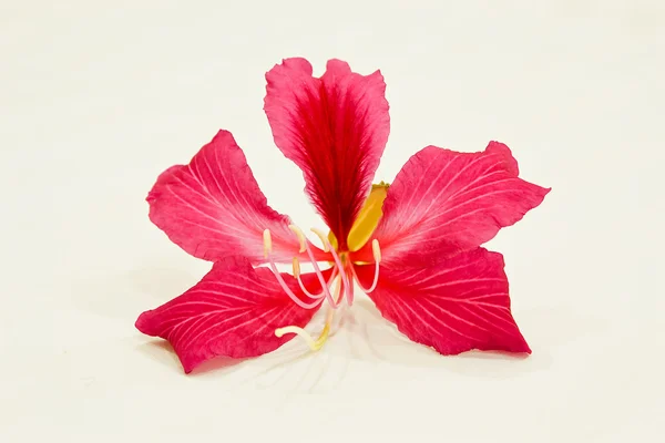 Red flowers Thai. — Stock Photo, Image
