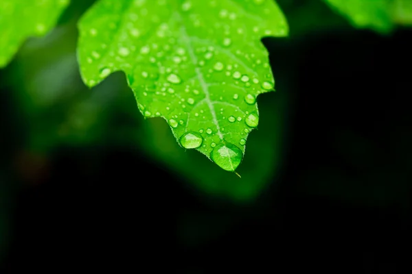 Капли пресной воды на листьях закрываются, как после дождя. — стоковое фото