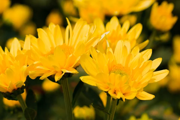 Όμορφα κίτρινα χρυσάνθεμα λουλούδια — Φωτογραφία Αρχείου